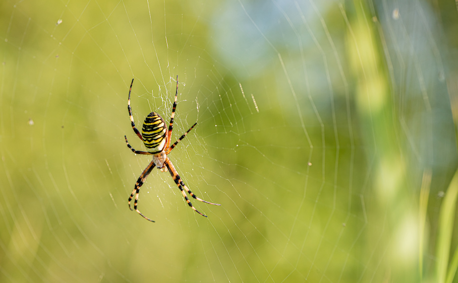 křižák pruhovaný Argiope bruennichi